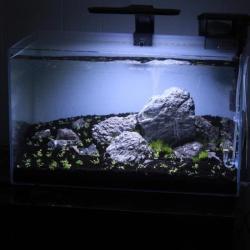 Akvariebelysning LED: Optimer plantevækst og fremhæv akvariets skønhed! Køb på tildinfisk.dk og få lynlevering.