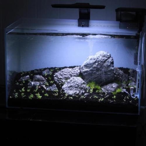 Akvariebelysning LED: Optimer plantevækst og fremhæv akvariets skønhed! Køb på tildinfisk.dk og få lynlevering.