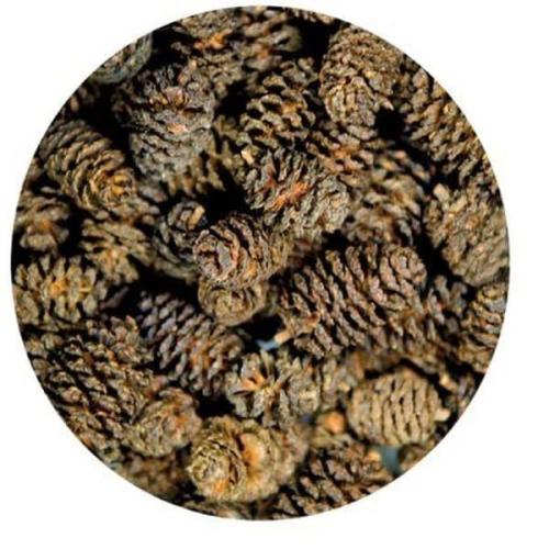 Naturlige alderkegler til akvarier – fremmer fiskesundhed. Køb på tildinfisk.dk og få hurtig levering!