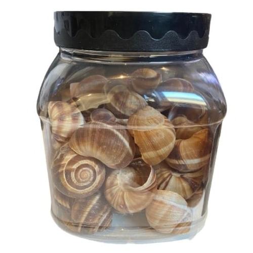 Naturlige akvariesnegle - Perfekte til mindre akvariefisk. Køb nu hos tildinfisk.dk!