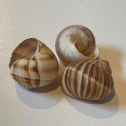 Naturlige akvariesneglehuse - dekorative og ideelle til skjul. Hurtig levering fra tildinfisk.dk!