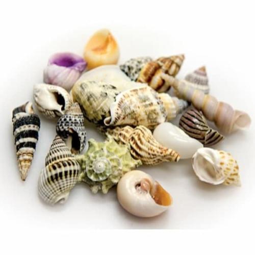 Naturlige akvariesneglehuse - Perfekt til dekoration og skjul. Køb nu på tildinfisk.dk!