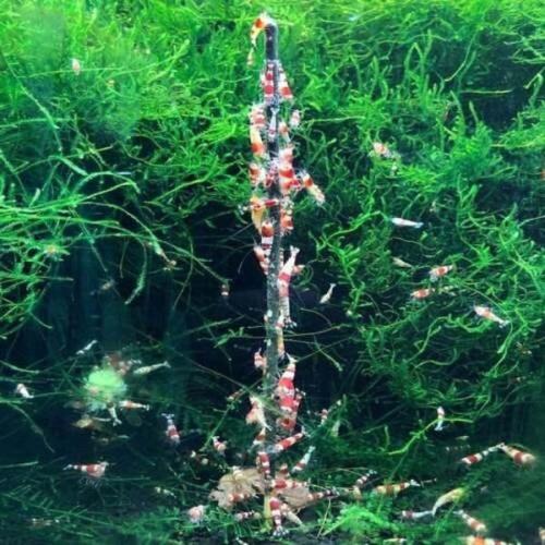 Rejesticks til Farverige akvarierejer. Perfekt til biotop akvarier. Hurtig levering fra tildinfisk.dk!