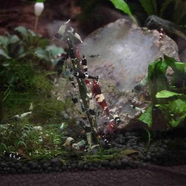 Rejesticks til akvarie - Æstetisk & naturligt look. Hurtig levering fra tildinfisk.dk!