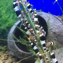 Farverige Crystal Red rejer, perfekte til akvarier. Forbedrer økosystemet. Findes på tildinfisk.dk.