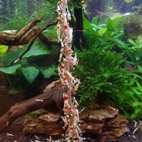 Rejesticks til Farverige rejer til akvarie - Perfekte til nano akvarier. Køb nu på tildinfisk.dk og få hurtig levering!