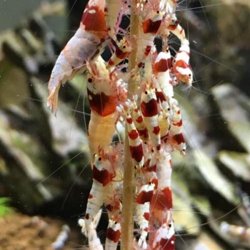Crystal Red Rejer: Farvestrålende tilskud til nano akvarier. Find dem på tildinfisk.dk!