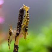 Køb sunde Rejesticks til akvarie rejer hos tildinfisk.dk – fremmer akvariets økosystem. Altid hurtig levering!