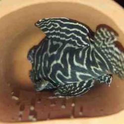 Hule til Royal Pleco L191 – Dekorativ bundrenser til dit akvarie. Hurtig levering fra tildinfisk.dk.
