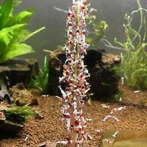 Shrimp Sticks til Farverige rejer -  Øg biodiversiteten køb hos tildinfisk.dk.