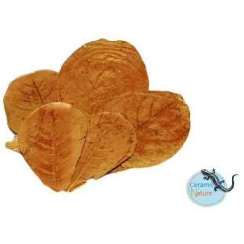 Catappa-blade til akvarier. Naturlige vandrensende egenskaber. Fås på tildinfisk.dk med hurtig levering.