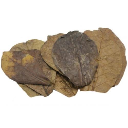 Kvalitets Catappa blade til akvarier – fremmer fiskesundhed. Køb på tildinfisk.dk – hurtig levering!