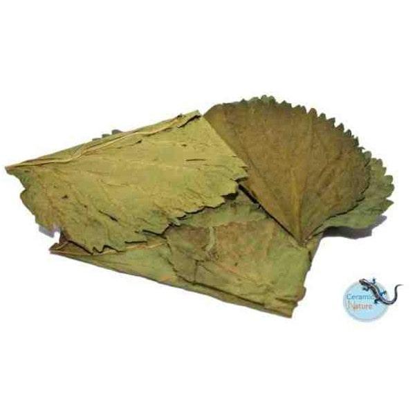 Catappa blade til akvarier - Naturlig vandkvalitet, sundt miljø. Køb på tildinfisk.dk med hurtig levering!