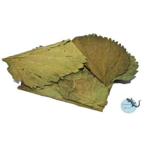 Catappa blade til akvarier - Naturlig vandkvalitet, sundt miljø. Køb på tildinfisk.dk med hurtig levering!