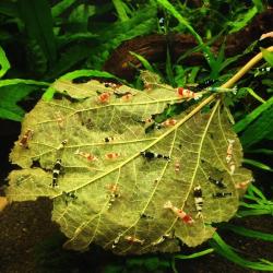 Crystal Red rejer - Perfekt til nano-akvarier. Farvestrålende og nemme at holde. Køb nu på tildinfisk.dk!