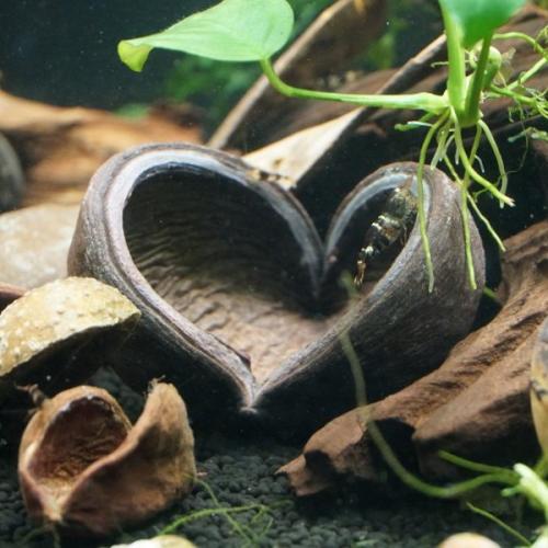 Naturlig kæmpeskjuler til rejer i akvariet. Øko-venligt og dekorativt. Fås på tildinfisk.dk.