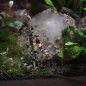 Giv dine Akvarie rejer en fodergren – tilføj liv til dit akvarium. Hurtig levering fra tildinfisk.dk!