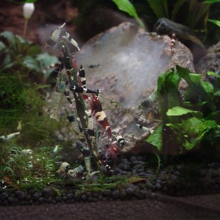 Giv dine Akvarie rejer en fodergren – tilføj liv til dit akvarium. Hurtig levering fra tildinfisk.dk!