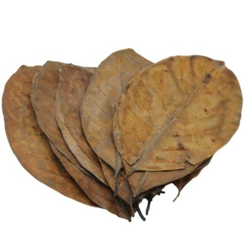 Catappa-blade til akvarier. Naturlig vandkvalitet og dekoration. Køb på tildinfisk.dk - hurtig levering!