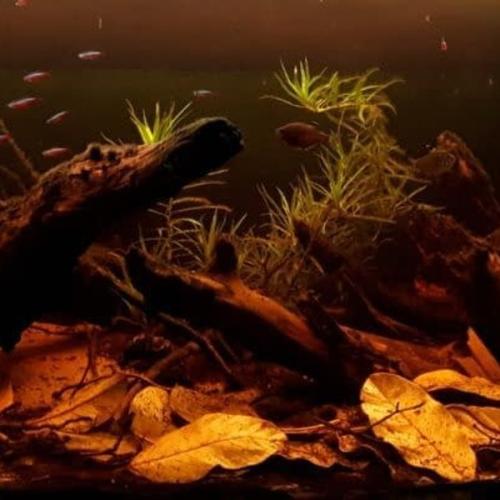 Naturligt akvariepynt - trærødder og planter for et levende miljø. Find mere på tildinfisk.dk.