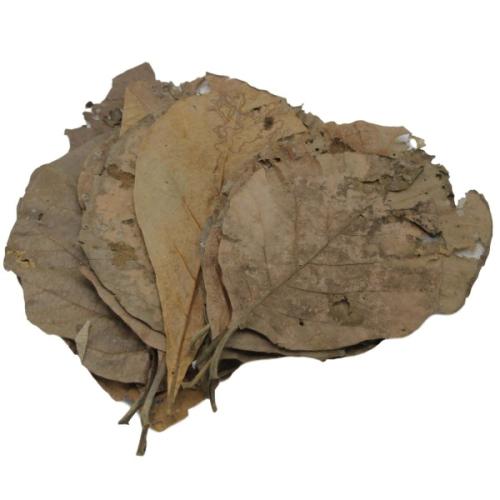 Catappa blade til akvarier - perfekt til naturlig dekoration og vandpleje. Hurtig levering fra tildinfisk.dk.