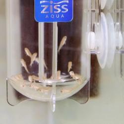 Ziss Aqua opdrætterkasse - Perfekt til opvækst af fiskeunger. Sikker og effektiv.