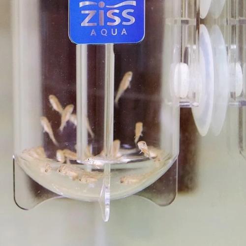 Ziss Aqua opdrætterkasse - Perfekt til opvækst af fiskeunger. Sikker og effektiv.