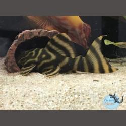 Tropisk akvarielegrotte – Skjul for fisk. Perfekt til zebrafisk. Køb nu på tildinfisk.dk – Hurtig levering!