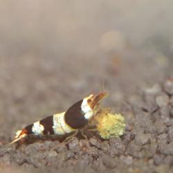 Farvestrålende Bumblebee reje - Perfekt til dit akvarie. Køb nu på tildinfisk.dk og modtag hurtigt!