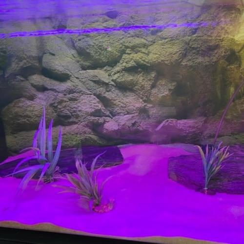 Et farverigt akvarium med lilla LED-belysning, kunstige planter og baggrund, der efterligner naturlige klippeformationer. Perfekt til moderne akvarieindretning.