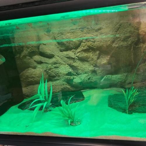 Akvarium med det flotteste LED lys – ideelt tilbehør fra tildinfisk.dk.