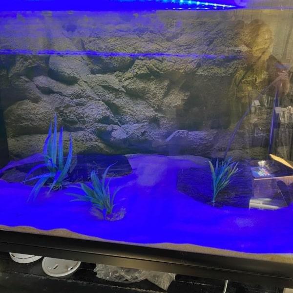 Billede af et akvarium med blåt LED-lys, kunstige planter og baggrund i stenlook - perfekt udstyr fra tildinfisk.dk.