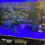 Billede af et akvarium med blåt LED-lys, kunstige planter og baggrund i stenlook - perfekt udstyr fra tildinfisk.dk.