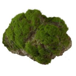 Levende akvarieplante til aquascaping i grønne nuancer, perfekt til et naturinspireret akvarium, solgt på tildinfisk.dk.