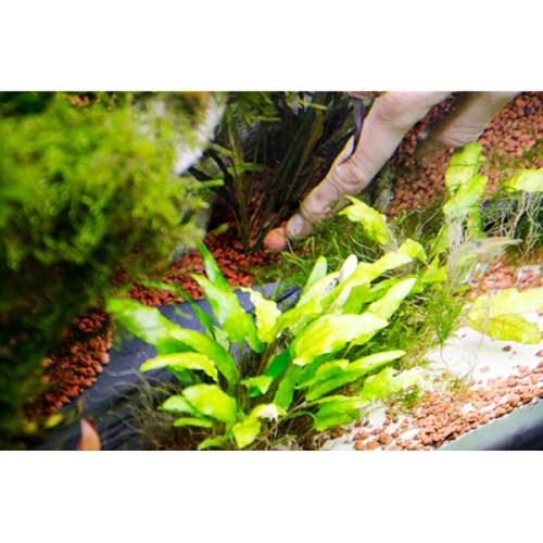 Planter og håndarrangering i akvarium med fokus på akvarieplanter og substrat, perfekt til inspiration til akvarieindretning på tildinfisk.dk.