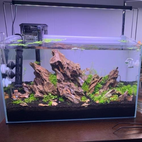 Moderne akvarium med rygmarke af drivtømmer og grønne planter, klart vand og sort underlag, perfekt til akvarieentusiaster.