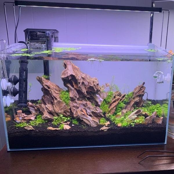 Moderne akvarium med rygmarke af drivtømmer og grønne planter, klart vand og sort underlag, perfekt til akvarieentusiaster.