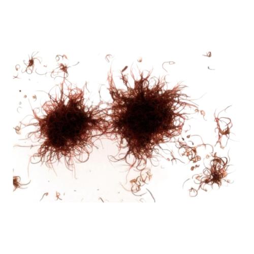 Levende Blackworms til alle akvariefisk