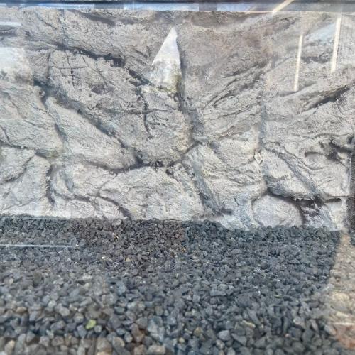 Sort akvariegrus for naturtro bundlag.