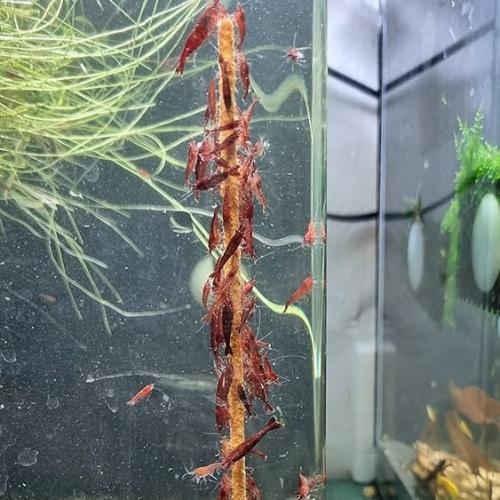 Røde rejer på dekorativt træ i akvarie.