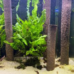 Flotte logs til akvarier