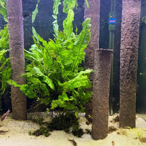 Flotte logs til akvarier