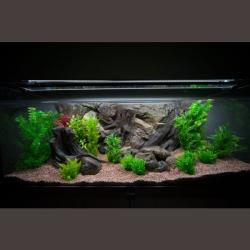 Moderne akvarieindretning med kunstige planter og naturtro baggrund, perfekt tilbehør fra tildinfisk.dk's sortiment.
