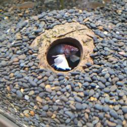 CeramicNature Iglu hule Xsmall