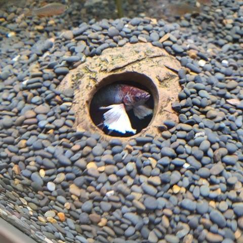 CeramicNature Iglu hule Small