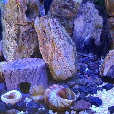 Håndlavet Cichlide hule Xsmall