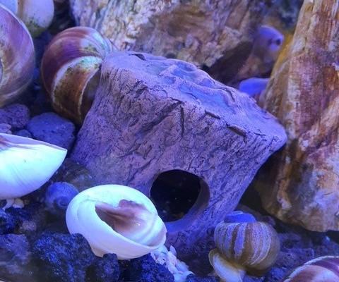 Håndlavet Cichlide hule Medium