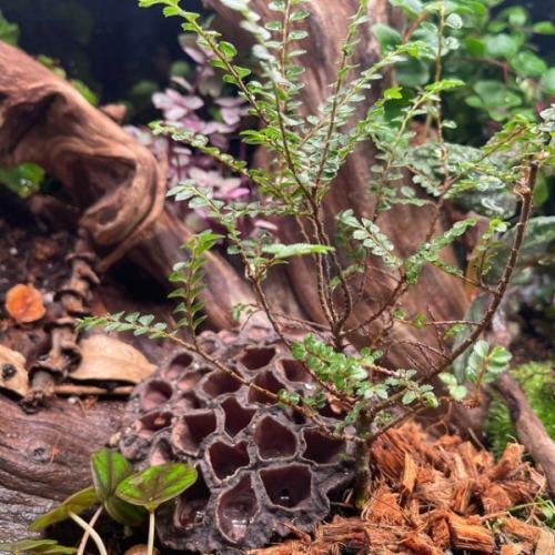 Lotusbælge 5-10cm 3 stk