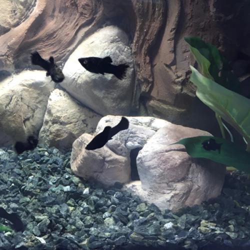 Prestige Stone KH-42