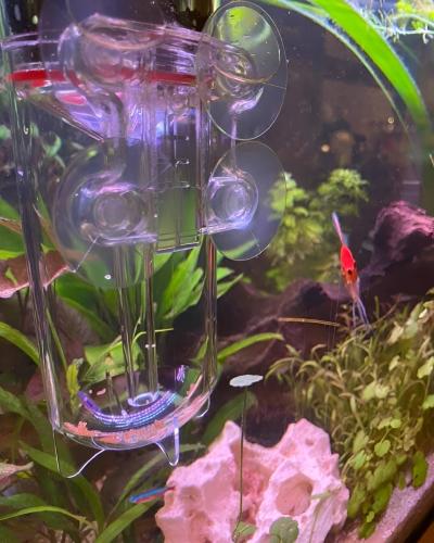 Hjerteformet akvarie rodskjul